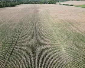 Land Auction 133 +/- Acres Willow Creek Township, Lee County, IL